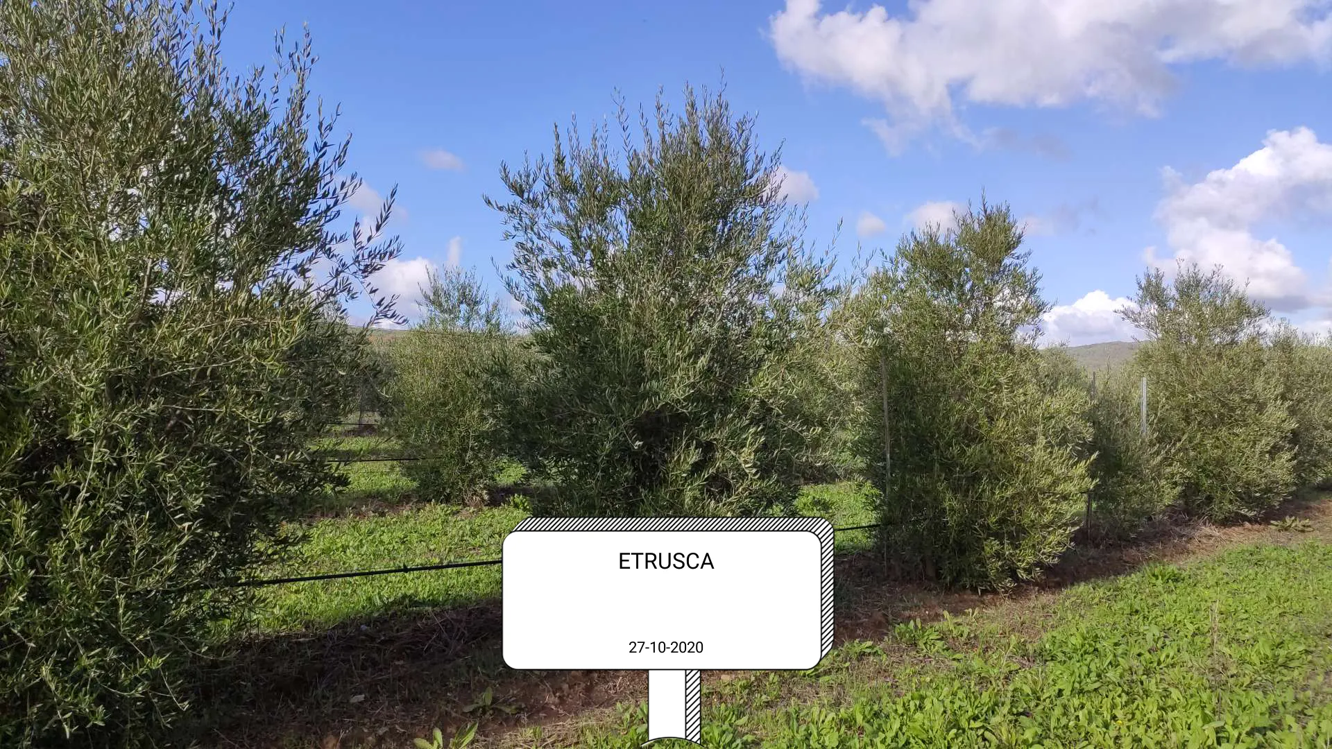Gemischte Kisten mit Bio-Herzhafte Brotaufstriche und -Oliven | CrowdFarming
