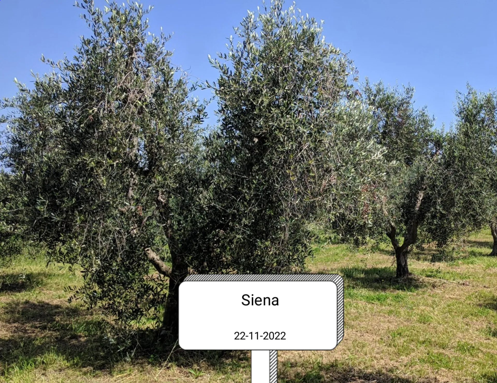 Gemischte Kisten mit Bio-Herzhafte Brotaufstriche und -Oliven | CrowdFarming