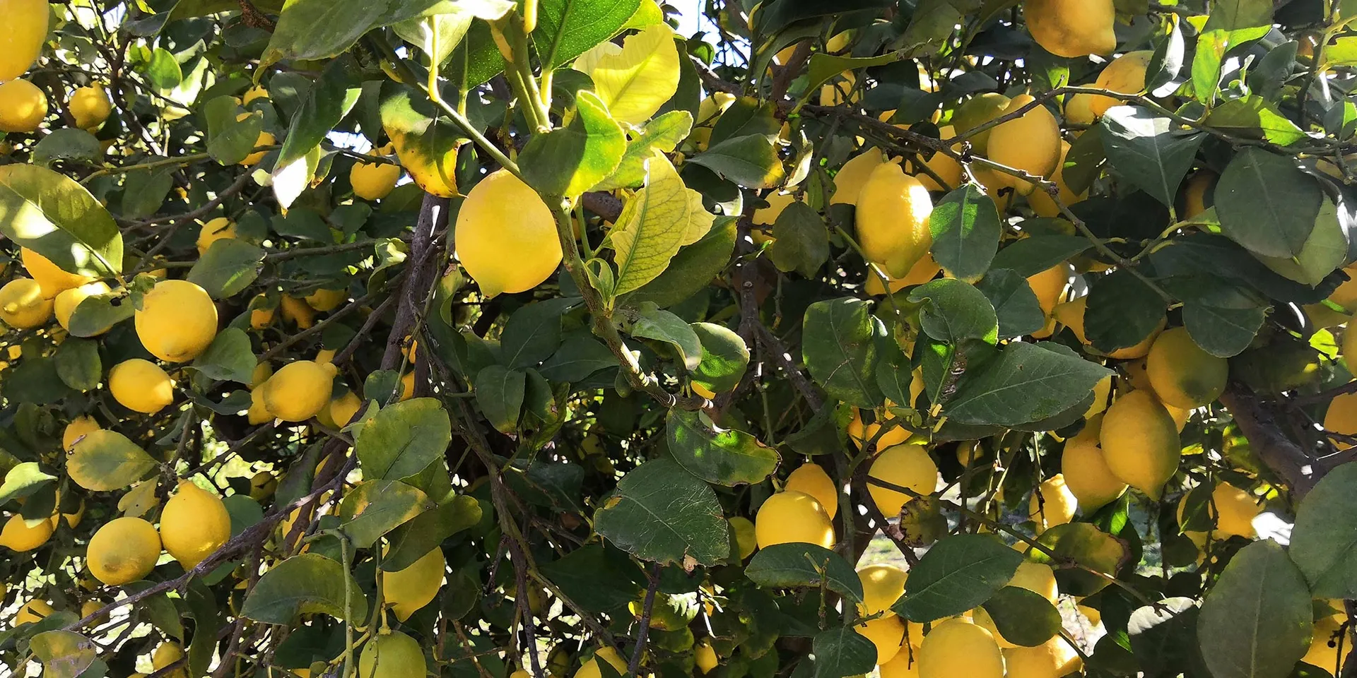 Organic regenerative lemons from Huerta del Almanzora, Spain ...