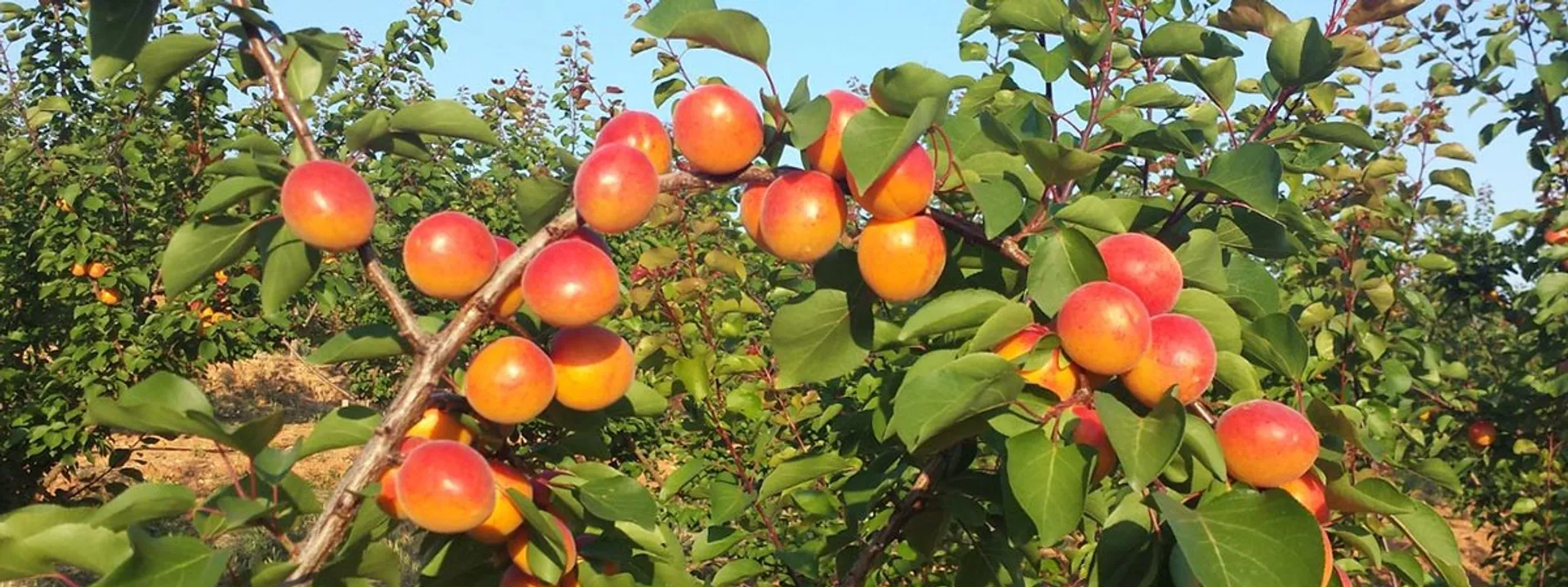 Apricots "Albasol" from Monte de Carlos, Spain Crowdfarming adopt an apricot tree