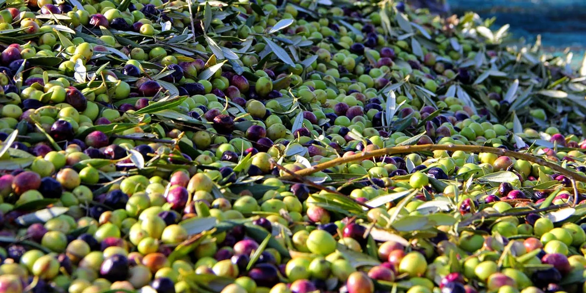 Olio EVO Biologico di Bastide du Laval, Francia