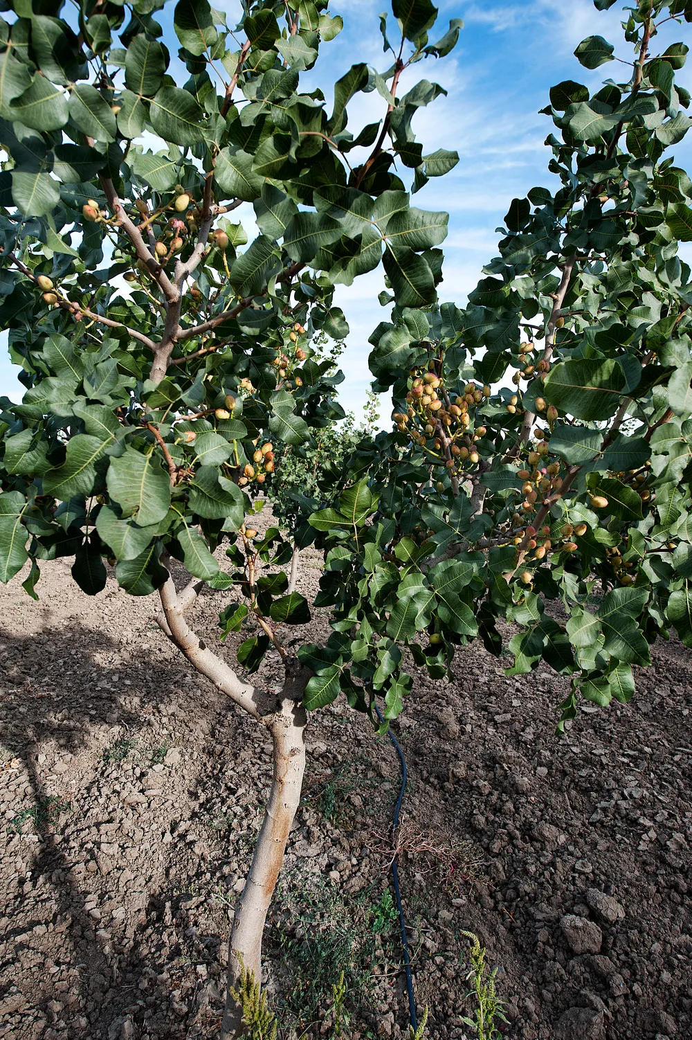 Raw pistachios from Doña Amor, Spain Crowdfarming adopt