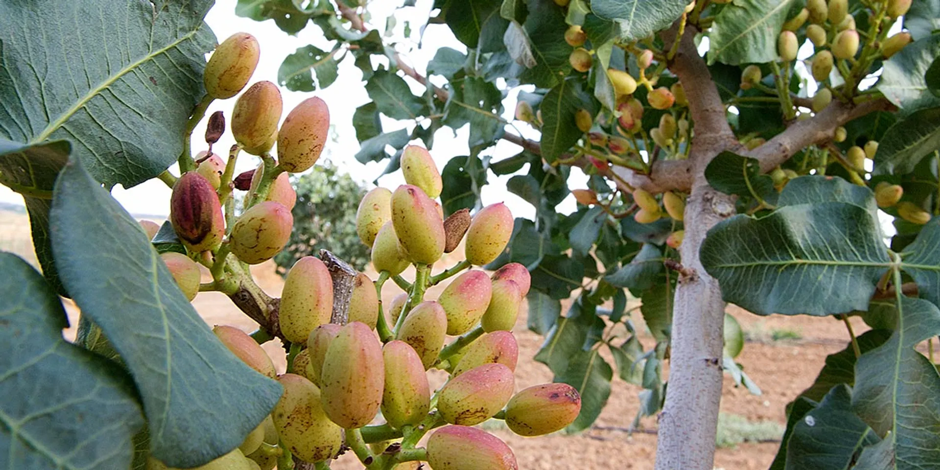 Roasted pistachios from Doña Amor, Spain Crowdfarming adopt a
