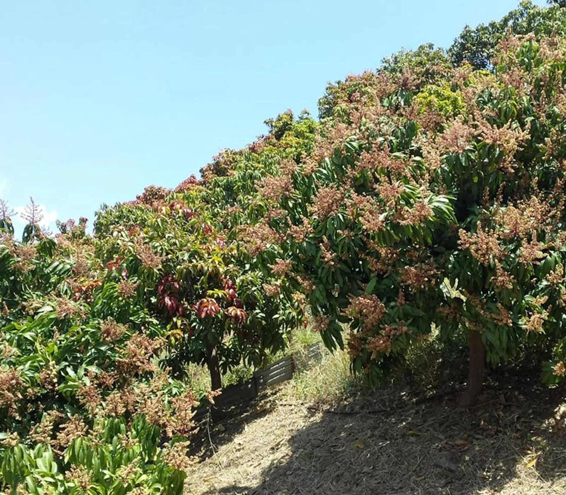 Spain, La Gomera, Mango tree in full bloom stock photo