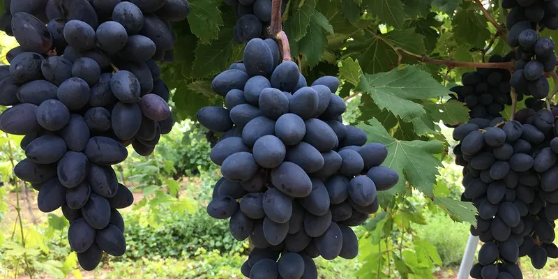 Organic Autumn Royal grapes