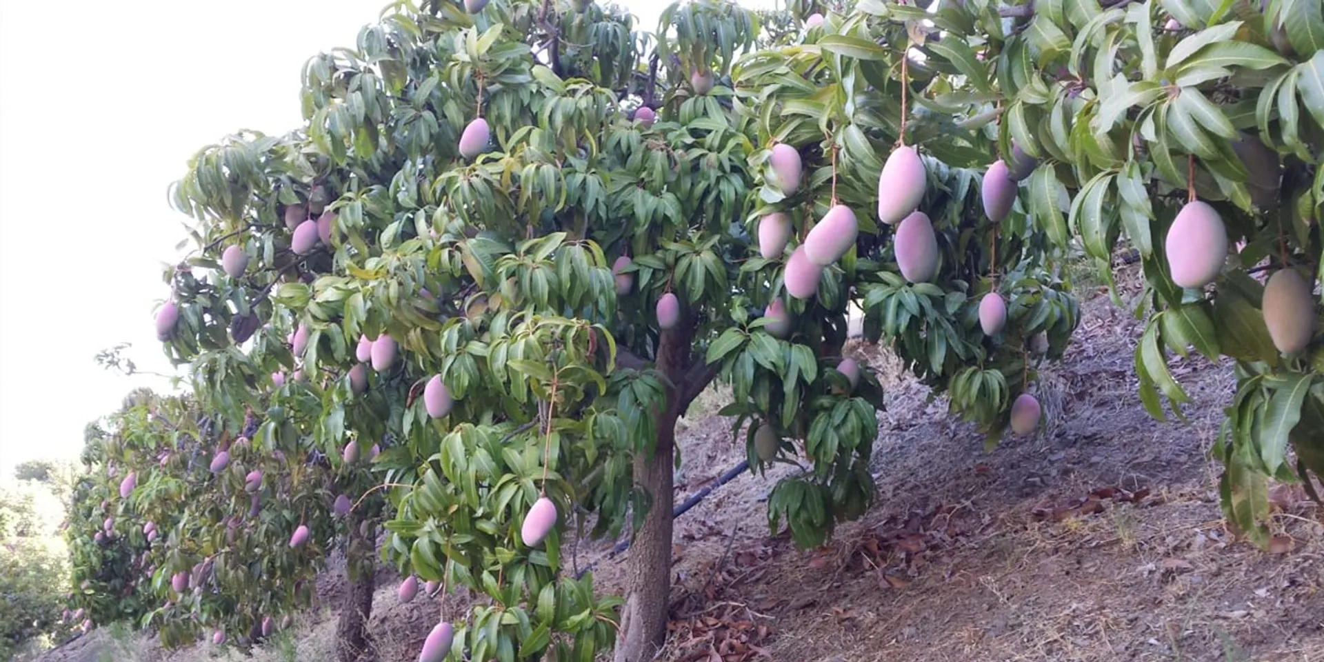 BioMango von Arroyo de la Huerta, Spanien CrowdFarming Saisonales