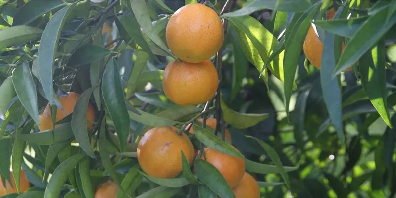 clementine biologiche IGP di Corsica