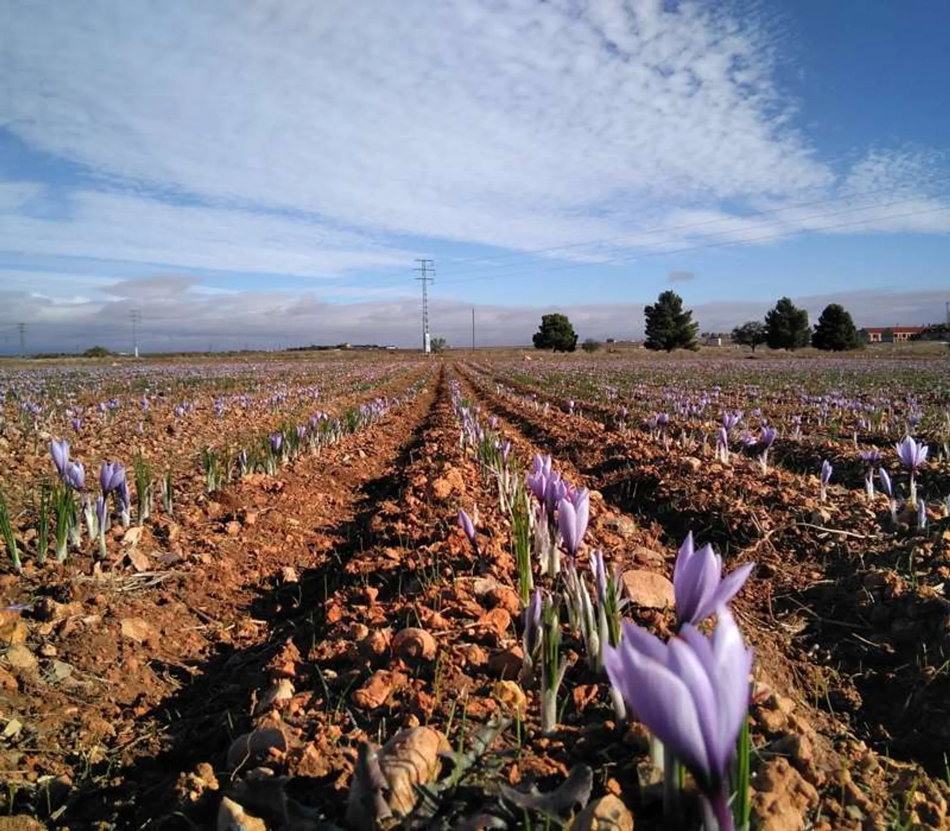 Saffron PDO from La Mancha from Carmín, Spain Crowdfarming adopt a saffron field