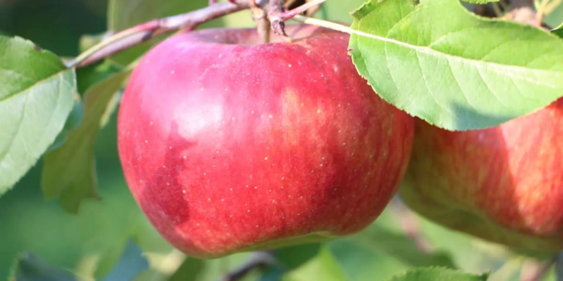 Organic Red Delicious Apples Biosüdtirol - Organic apples from South Tyrol