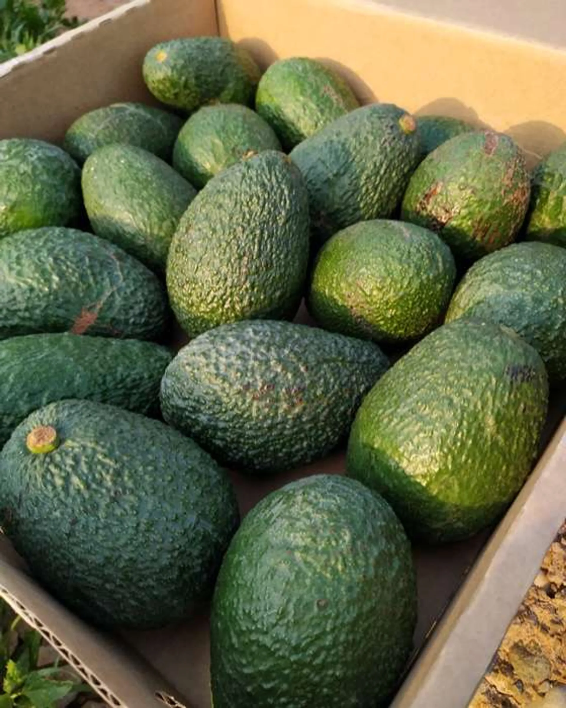 Organic avocados from La Atalaya, Spain | CrowdFarming: farm fresh ...