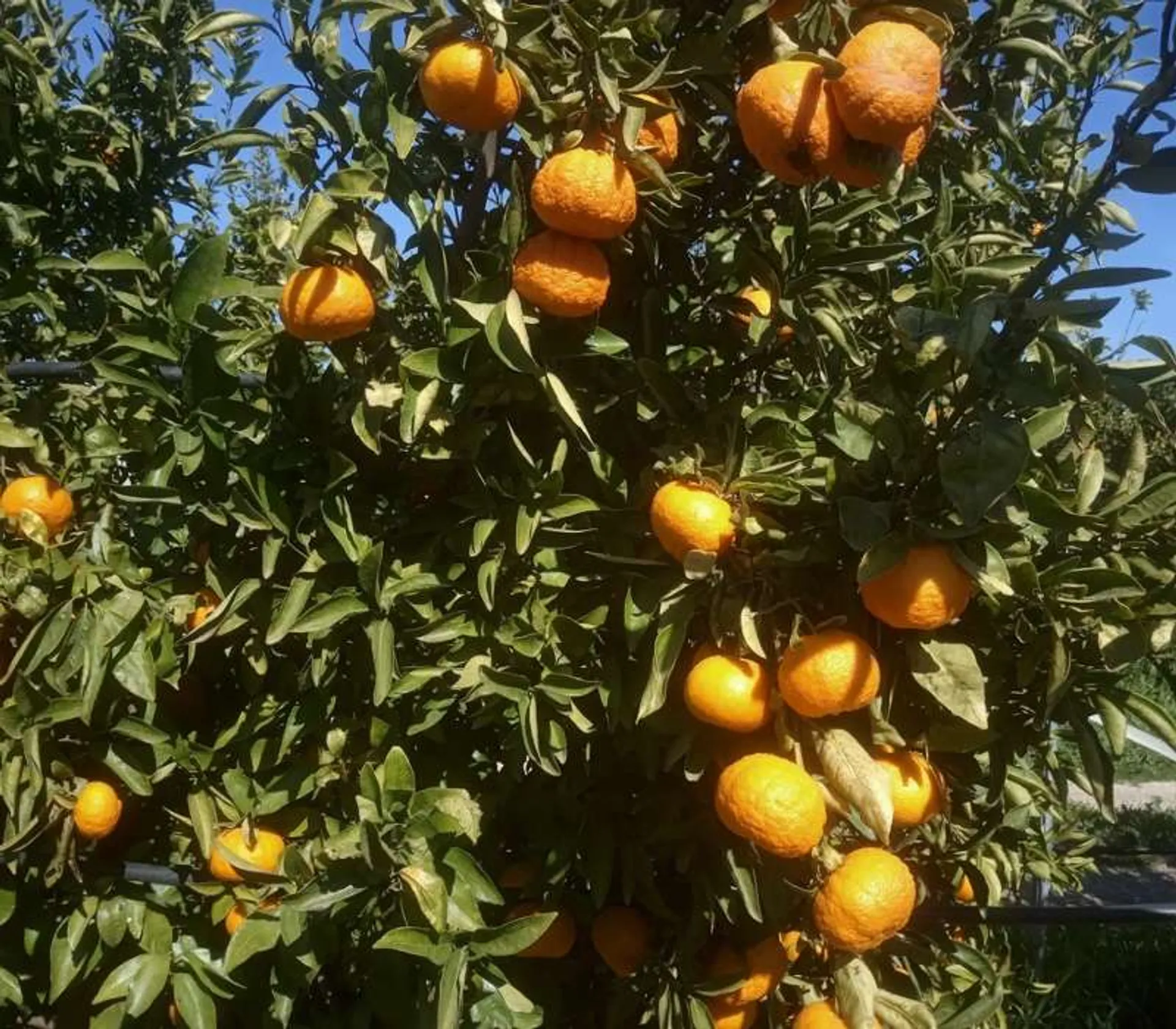 BioMandarinen von Hort de Bitem, Spanien CrowdFarming adoptiere