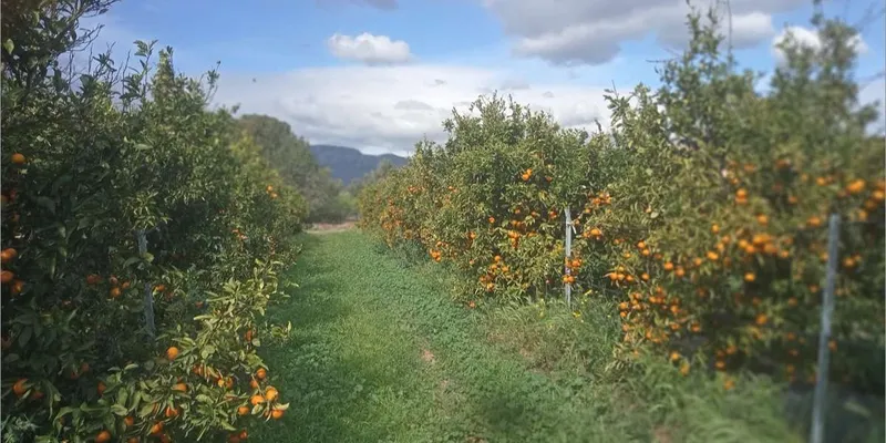 Organic mandarins