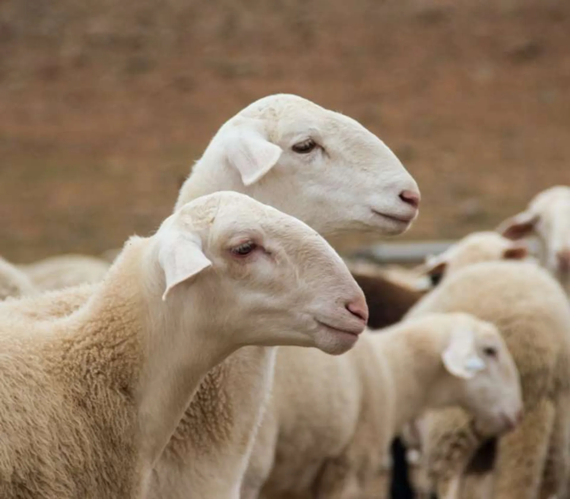 Organic Manchego cheese from Finca Fuentillezjos, Spain Crowdfarming