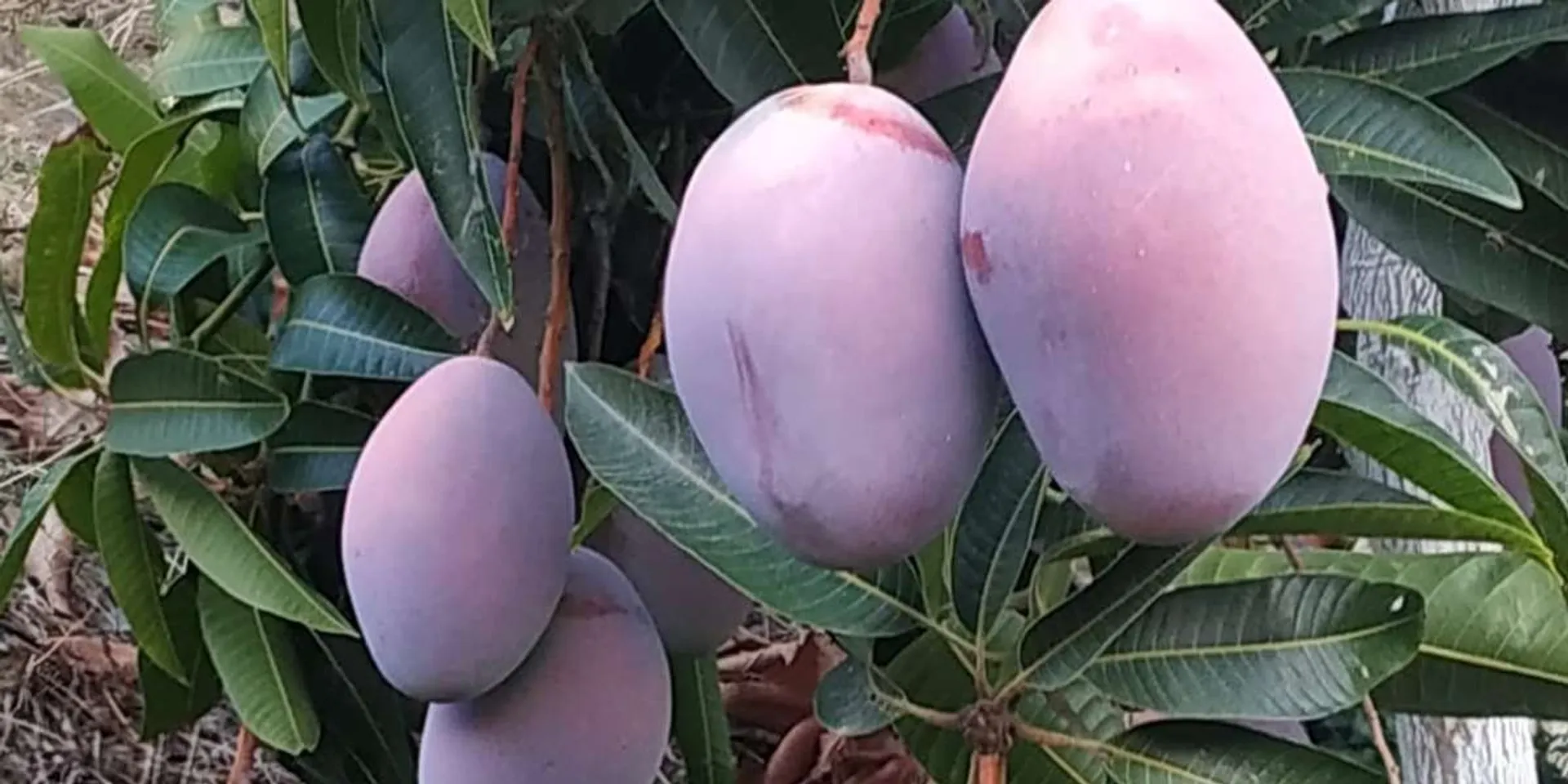 Organic mangos from Fuente mango tree adopt la a CrowdFarming: Spain | Gota