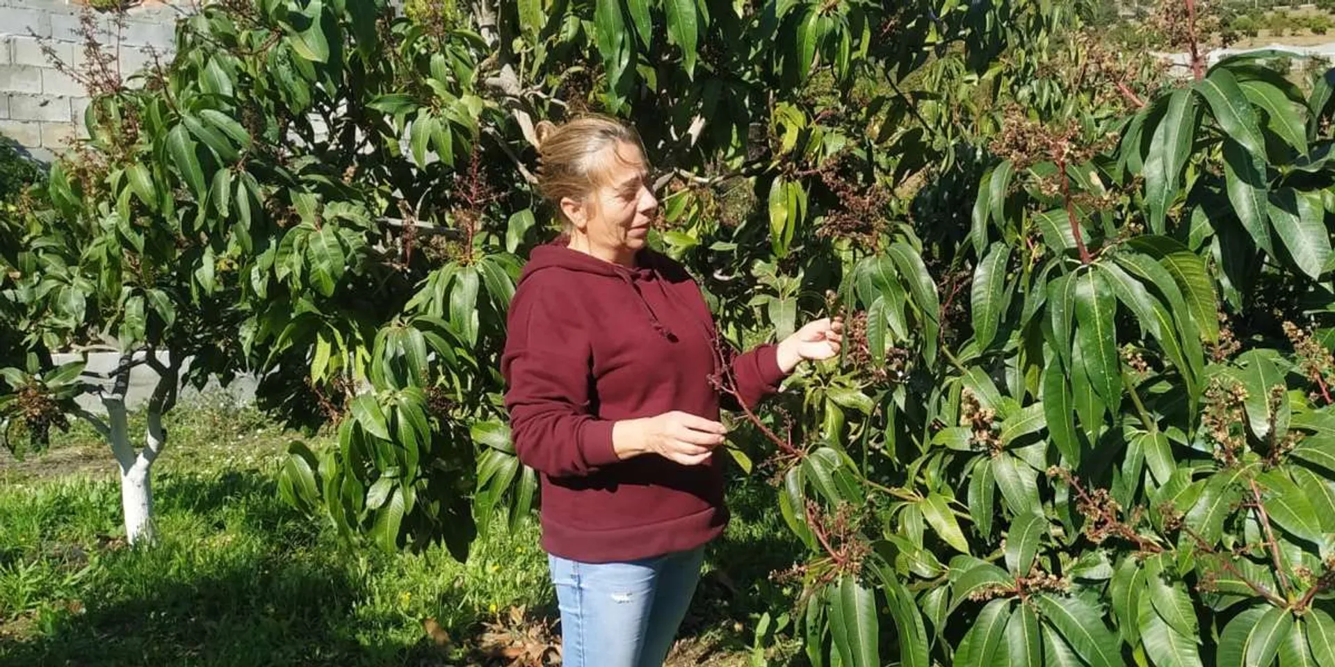 from la | Spain adopt Gota, tree a mango Fuente CrowdFarming: Organic mangos