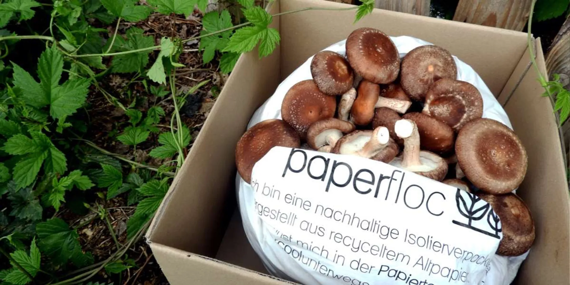 Bio ShiitakePilze von Die Edelpilzerei, Deutschland CrowdFarming