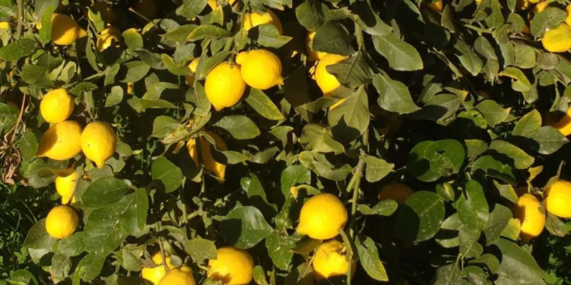 CITRON JAUNE tas espagne cat 2 - Agrumes - Fruits/BIO - Au jardin