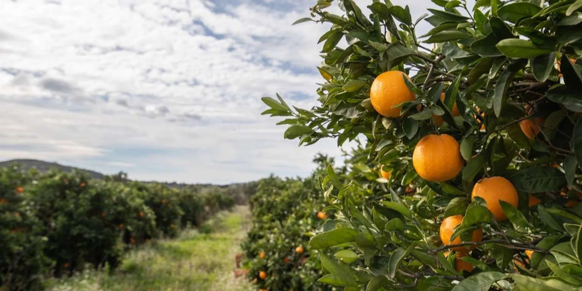 Oranges de La Carrasca, Espagne CrowdFarming adoptez un oranger Oranges de La Carrasca, Espagne CrowdFarming adoptez un oranger