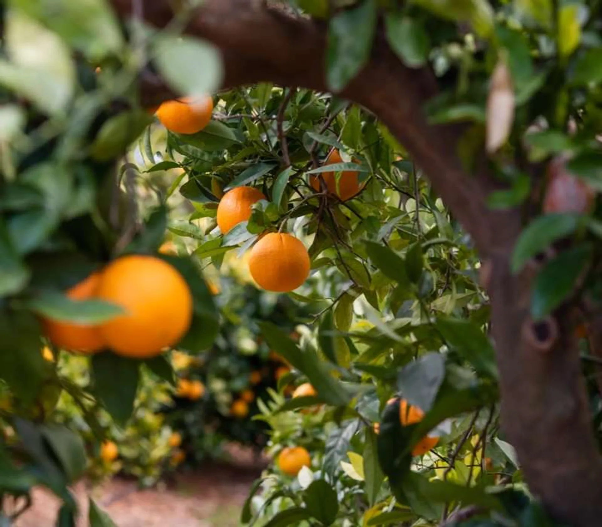 Oranges de Jardín del Gordo, Espagne CrowdFarming adoptez un oranger