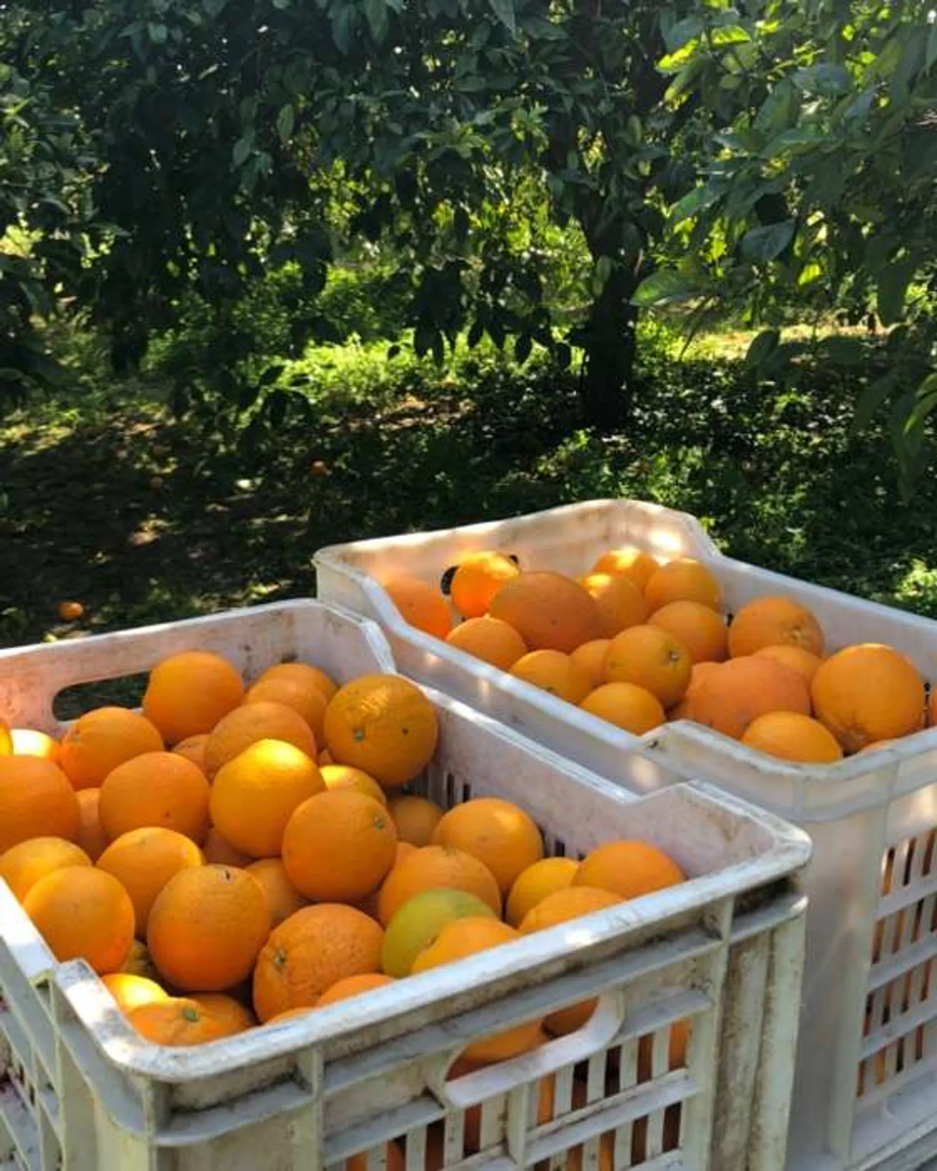 BioOrangen von Bio Agrumi Monasteri, Italien CrowdFarming Saisonales Obst und Gemüse liefern BioOrangen von Bio Agrumi Monasteri, Italien CrowdFarming Saisonales Obst und Gemüse liefern