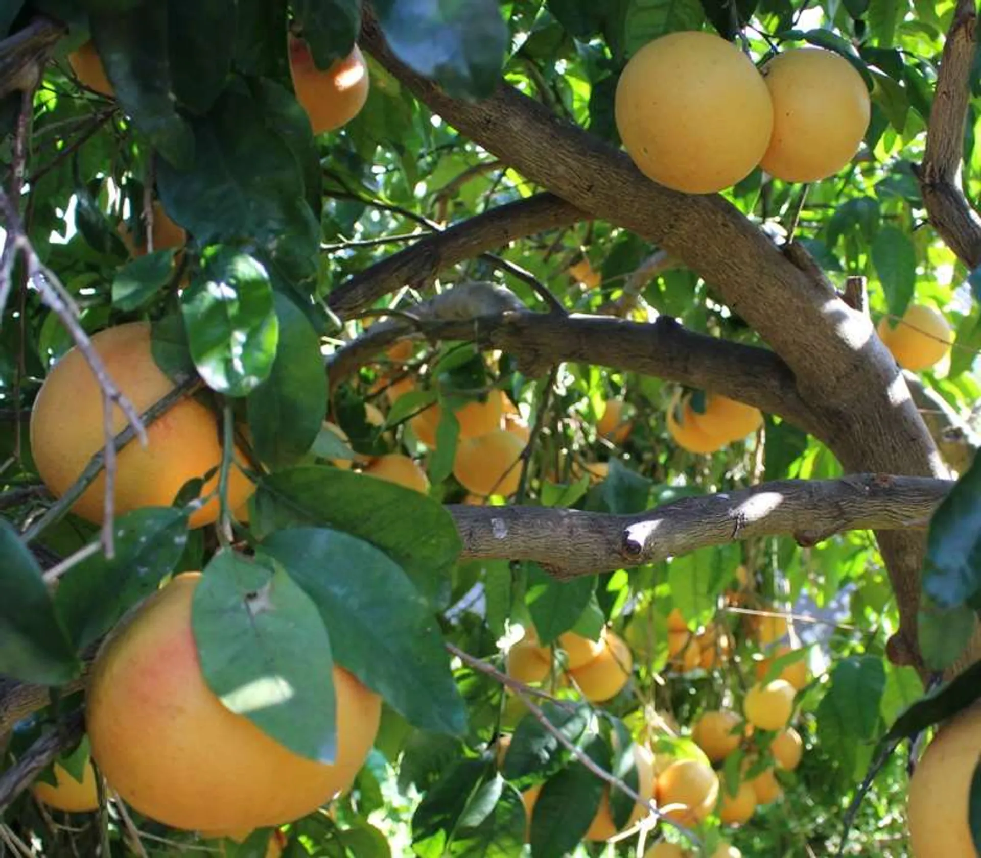 Organic grapefruits from Bio Agrumi Monasteri, Italy Crowdfarming