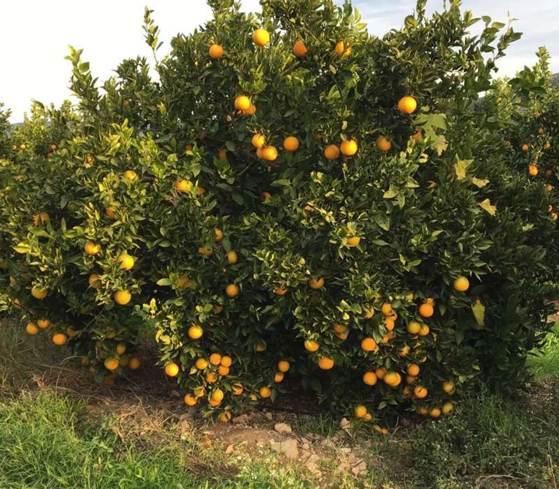 Clementines from Jardín del Gordo, Spain | Crowdfarming: adopt a ...