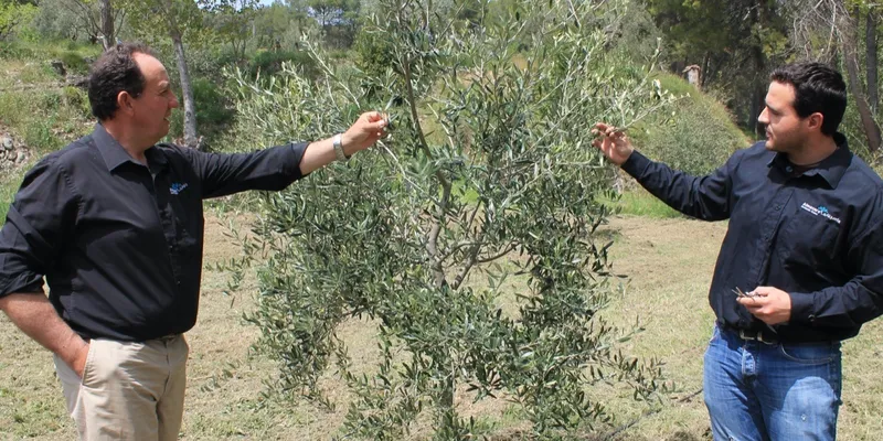 olio extra vergine di oliva biologico