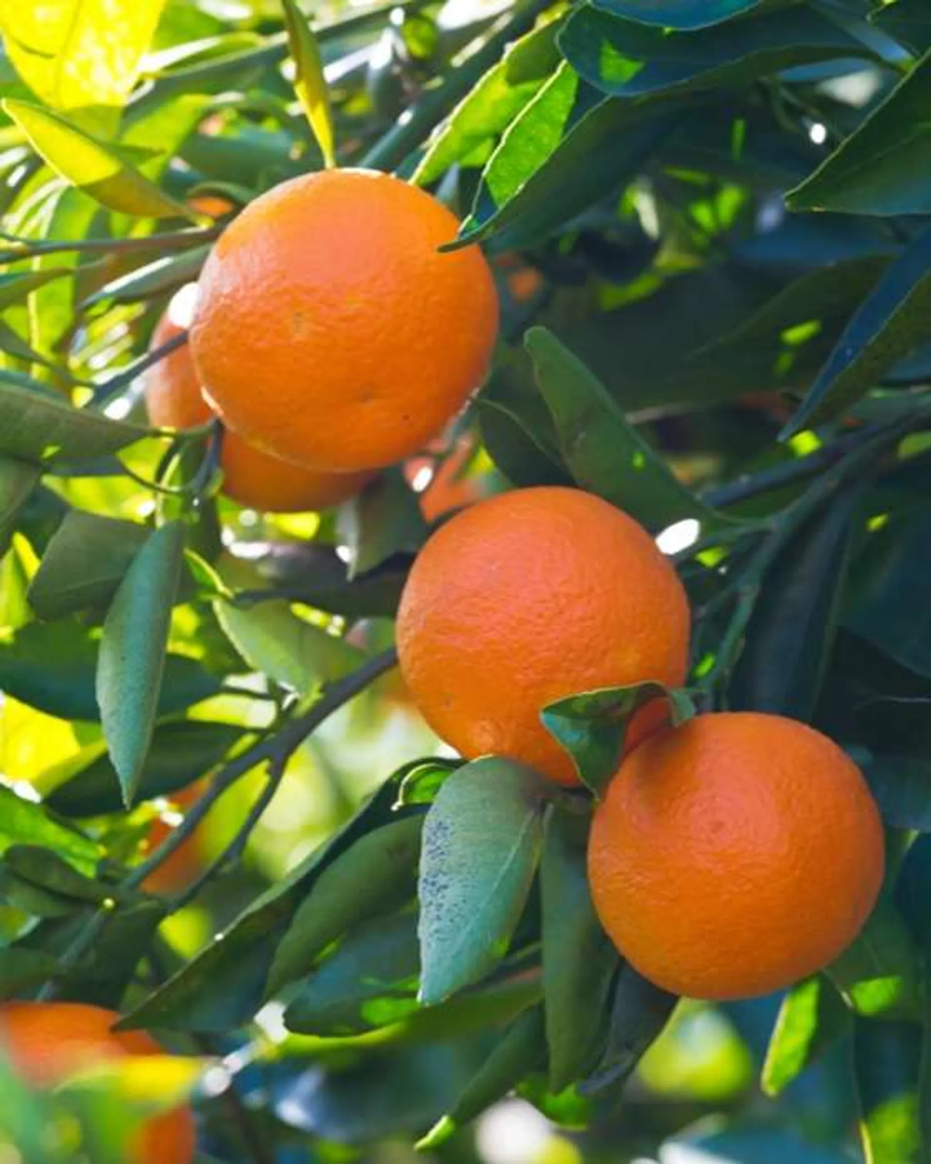 Clementines from Cabet, Spain | CrowdFarming: farm fresh fruits and ...