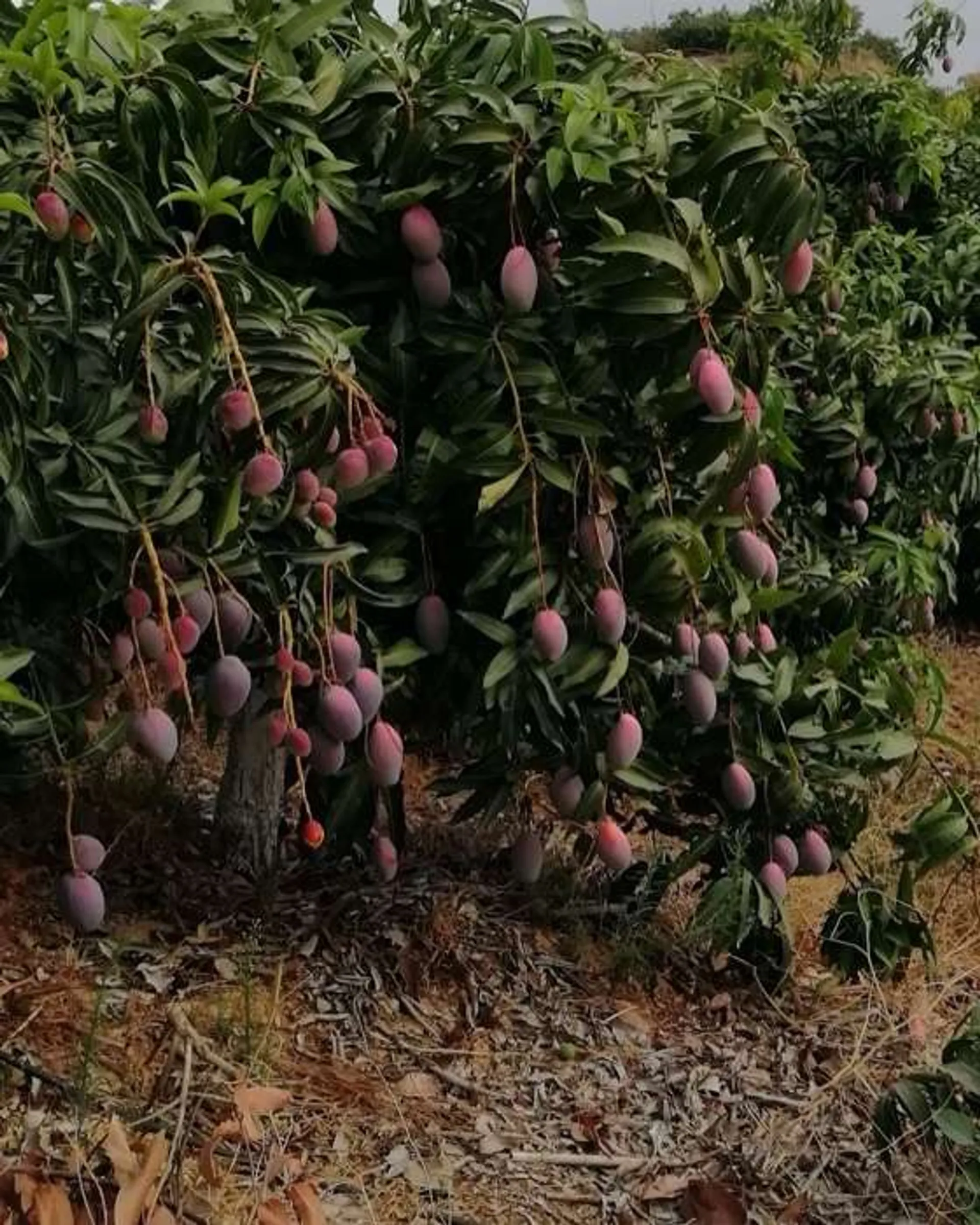 Mango from Finca Refijo, Spain CrowdFarming farm fresh fruits and