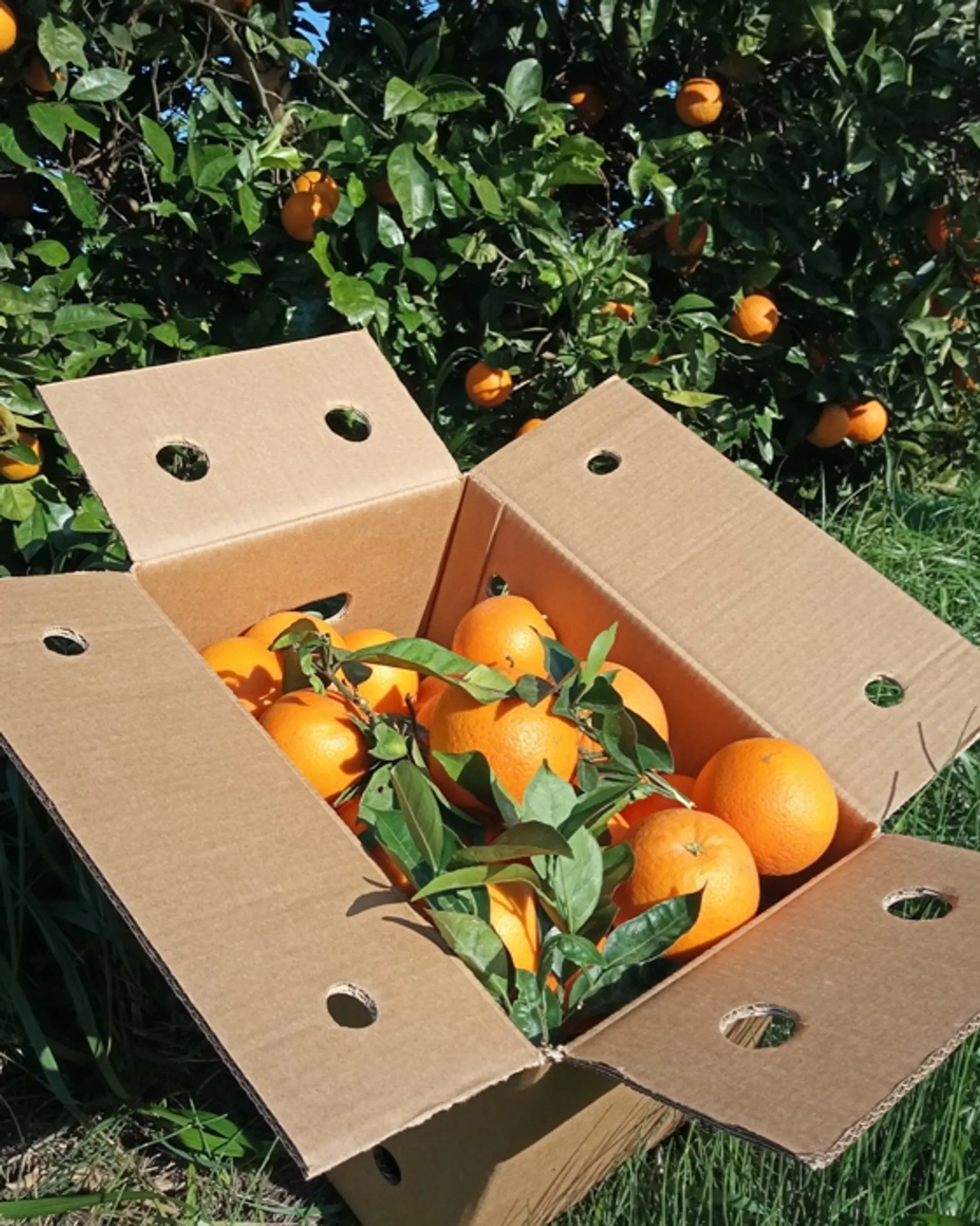 BioOrangen von Hort de Bitem, Spanien CrowdFarming Saisonales Obst und Gemüse liefern lassen BioOrangen von Hort de Bitem, Spanien CrowdFarming Saisonales Obst und Gemüse liefern lassen