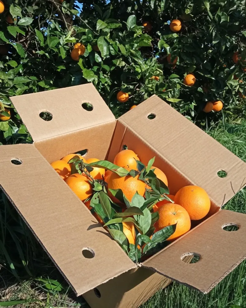 Organic oranges from Hort de Bitem, Spain CrowdFarming farm fresh
