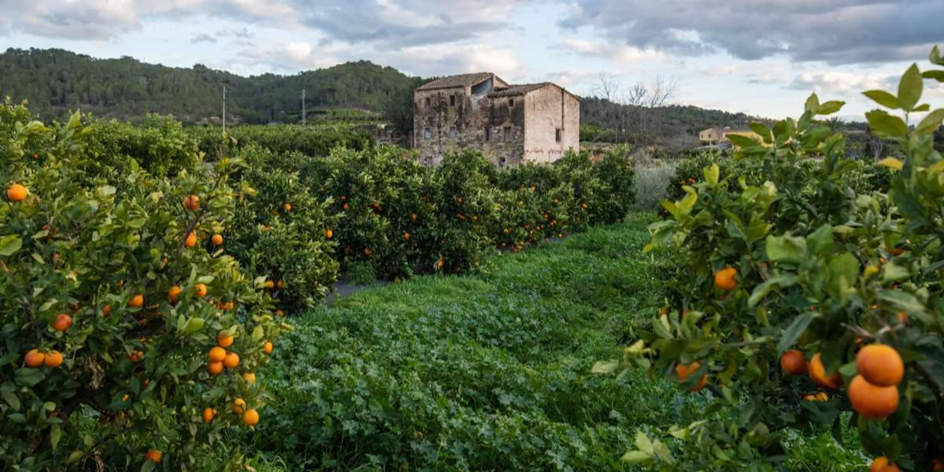 Oranges BIO de Hort de Bitem, Espagne CrowdFarming adoptez un oranger