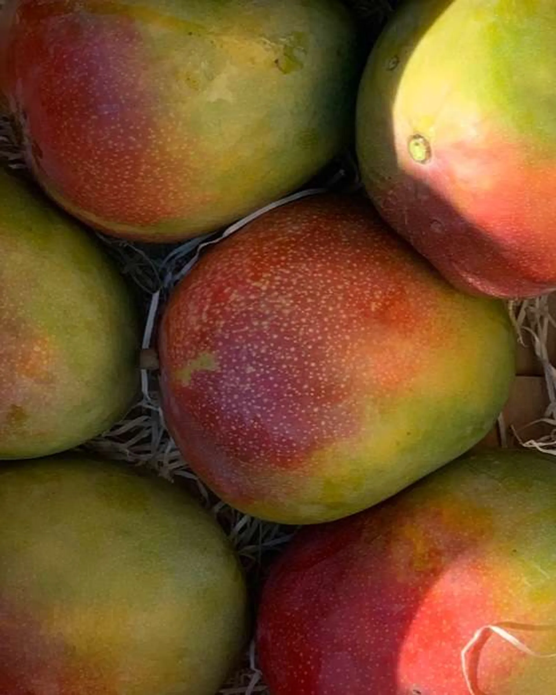 Mangue BIO de La Atalaya, Espagne CrowdFarming fruits et légumes frais à domicile