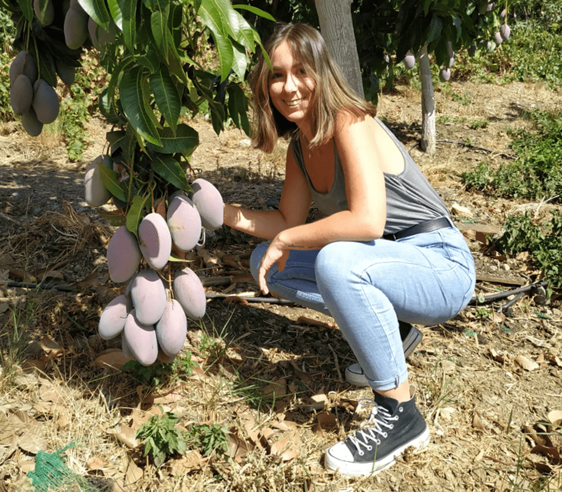 Mango ecológico de Finca Los Pepones, España ...