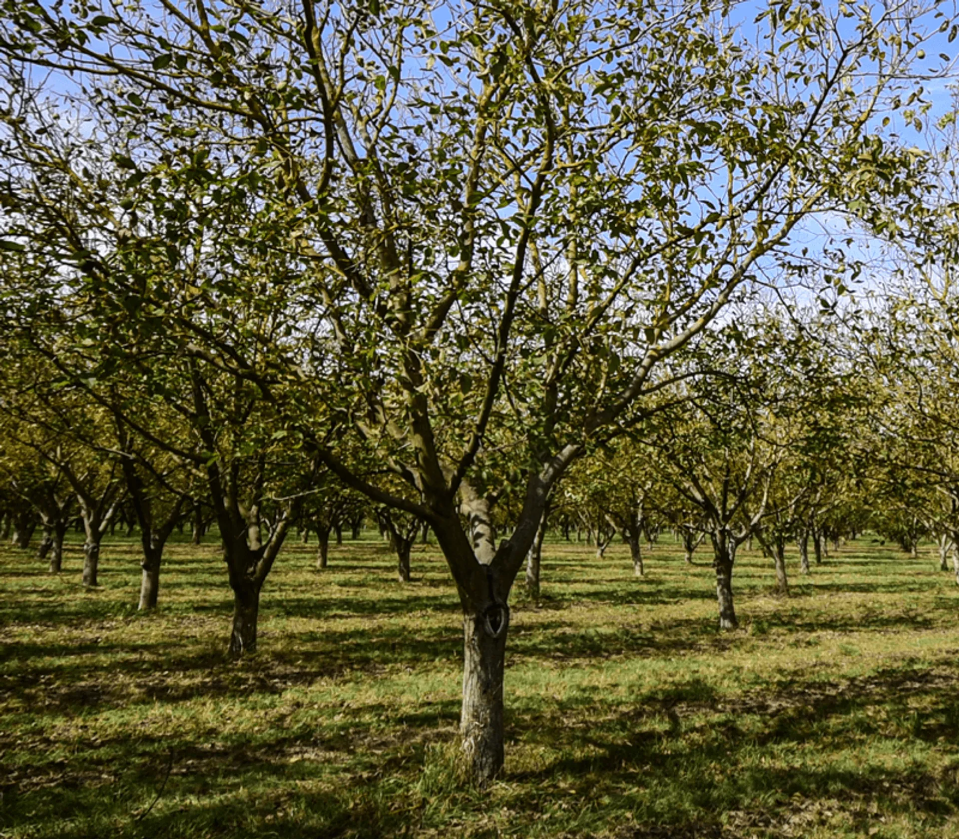 Organic walnuts and walnut oil from Bio Dio, Hungary | CrowdFarming ...