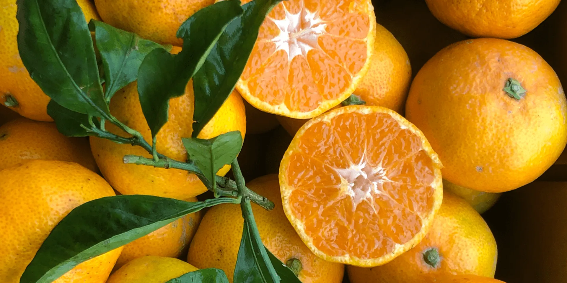 Clementines from Hort del Zèfir, Spain Crowdfarming adopt a