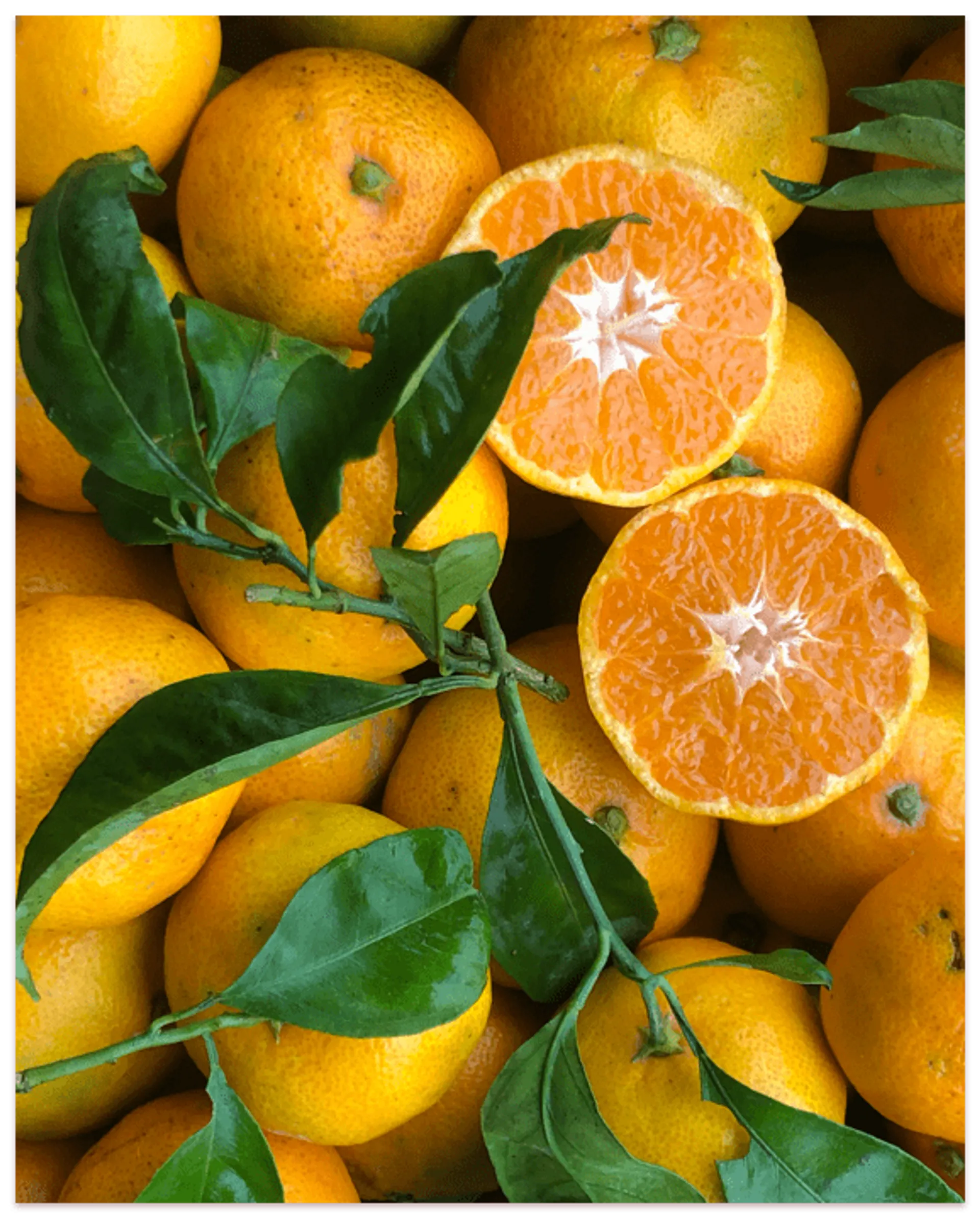 Clementinen von Hort del Zèfir, Spanien CrowdFarming Saisonales Obst