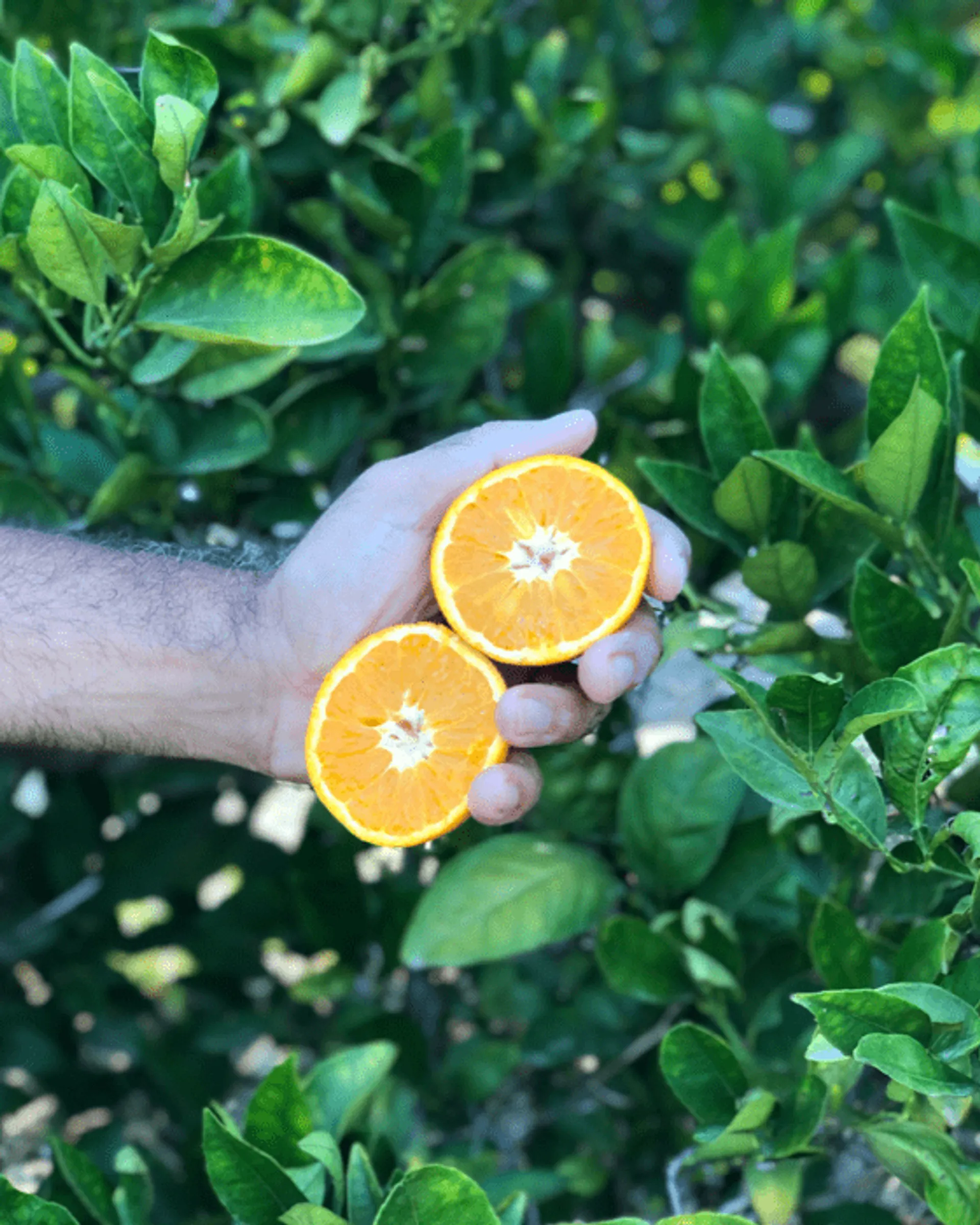 organic clementines