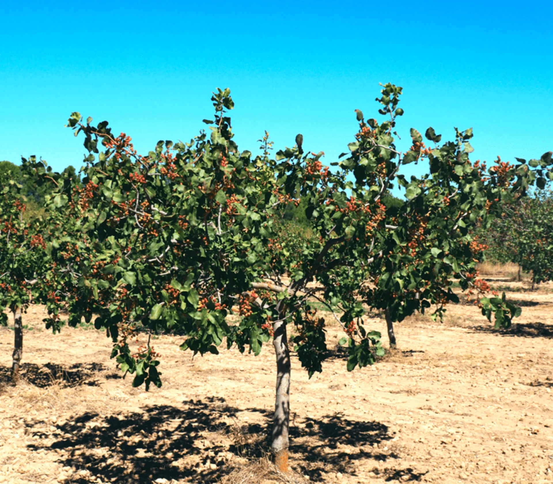 Demeter pistachios from Casa Cañada, Spain | Crowdfarming: adopt a ...