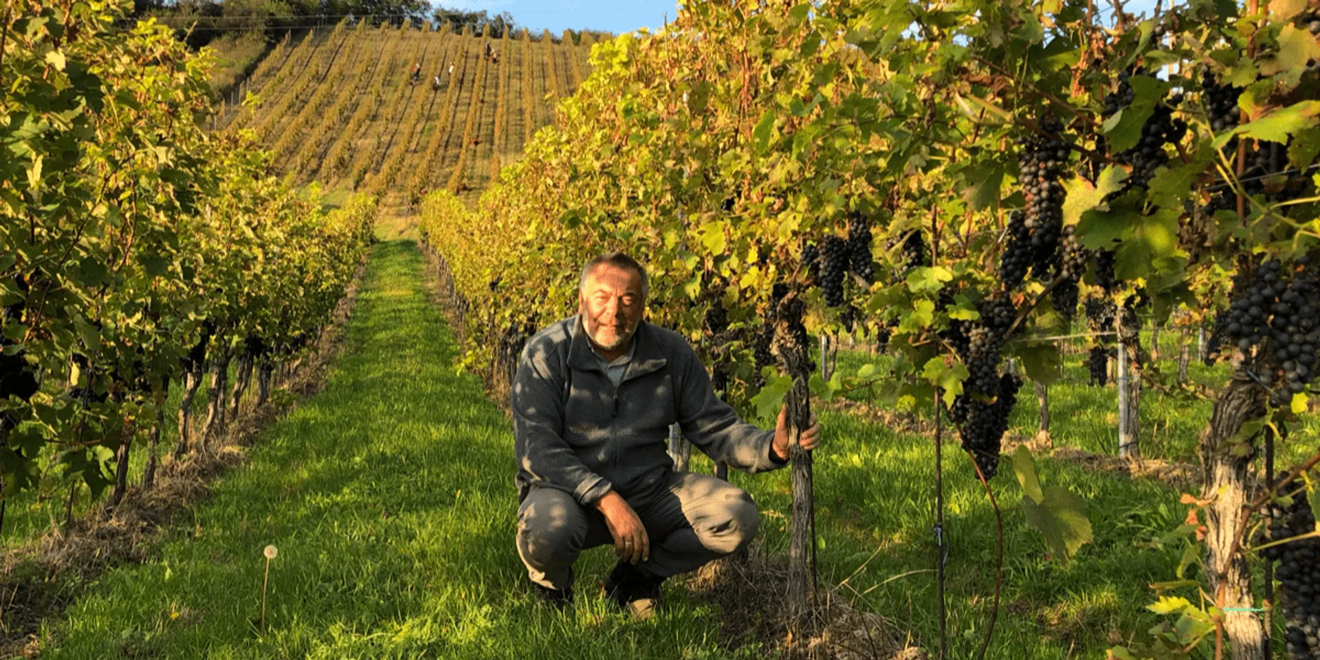 Rotwein Blaufränkisch Klassik g.U. Eisenberg Gemüse liefern Österreich CrowdFarming: Polczer, von Weingut und | lassen Obst Saisonales