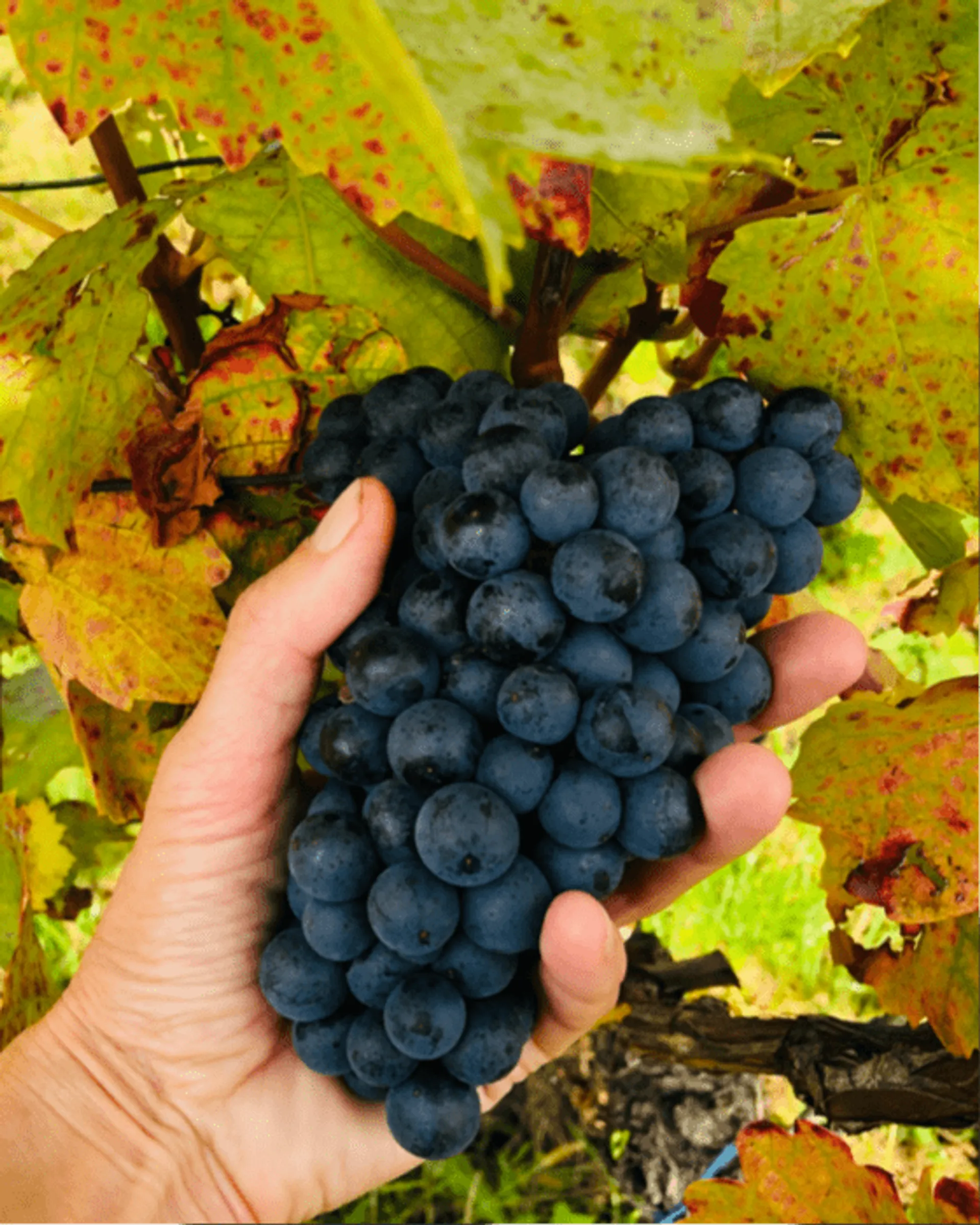 CrowdFarming: Klassik Eisenberg liefern Blaufränkisch lassen von Obst Österreich und g.U. Rotwein Weingut Saisonales Polczer, Gemüse |