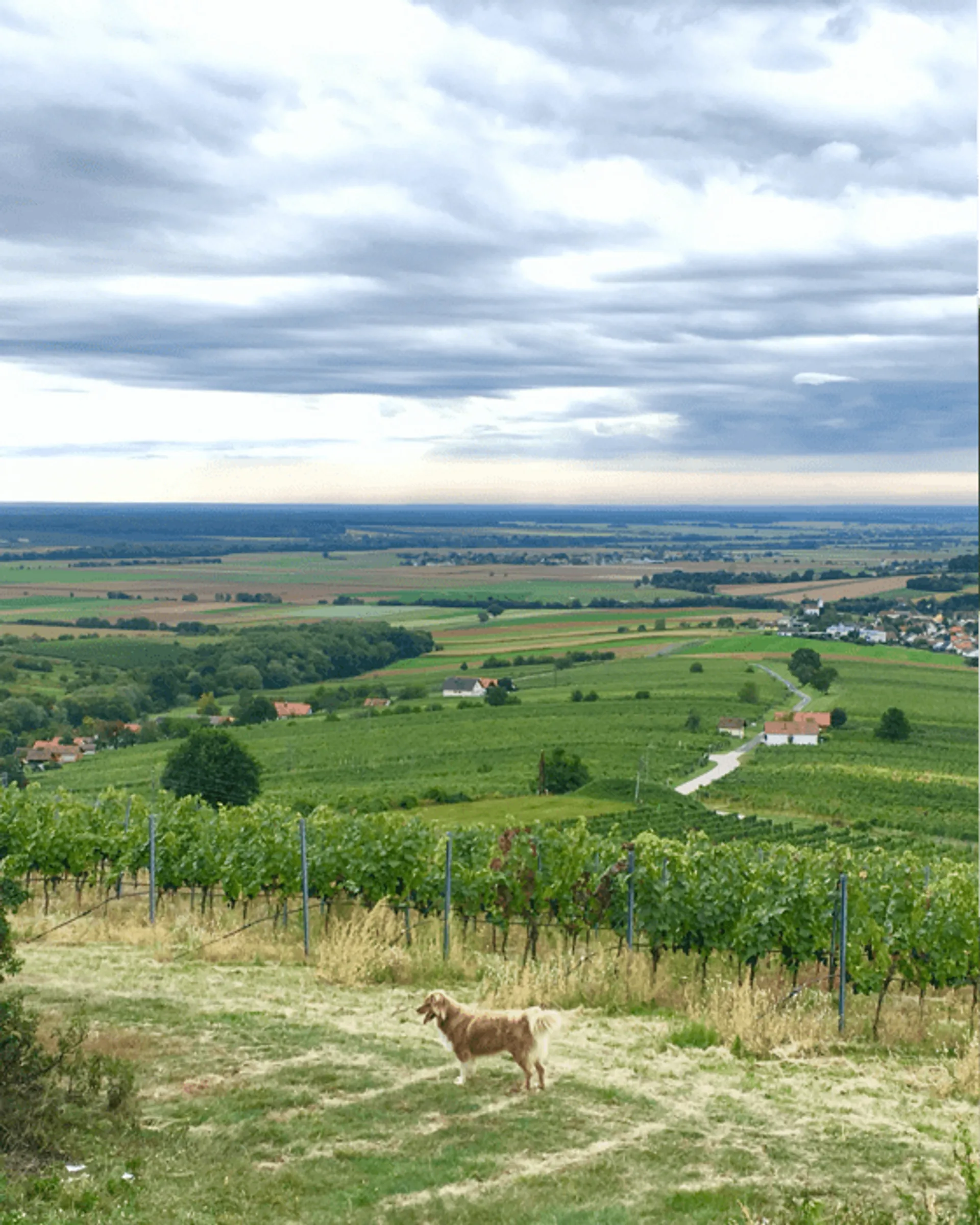 Rotwein Obst von | CrowdFarming: g.U. Blaufränkisch Klassik Weingut Saisonales Polczer, Eisenberg Österreich liefern und lassen Gemüse