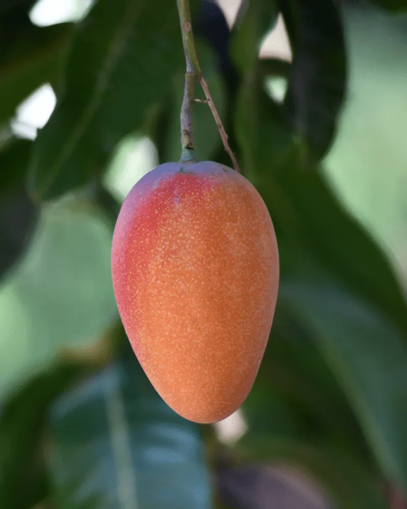 Mangos von Finca Refijo, Spanien | CrowdFarming: Saisonales Obst und Gemüse liefern lassen