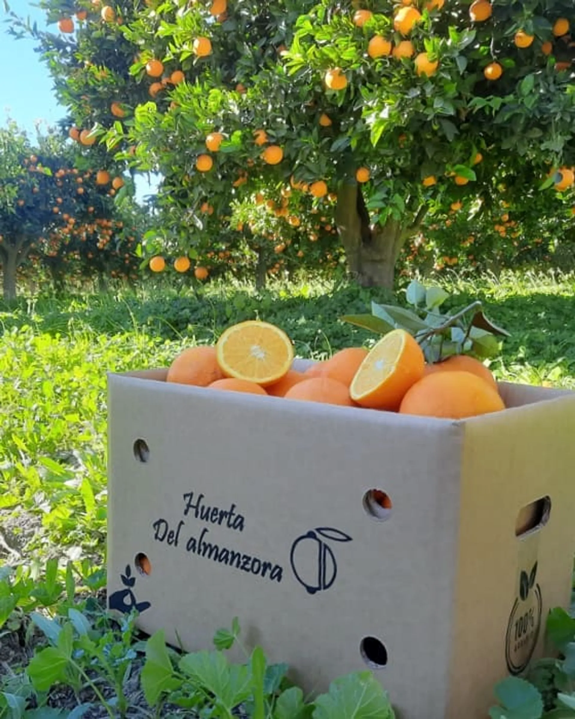BioOrangen von Huerta del Almanzora, Spanien CrowdFarming Saisonales Obst und Gemüse liefern BioOrangen von Huerta del Almanzora, Spanien CrowdFarming Saisonales Obst und Gemüse liefern