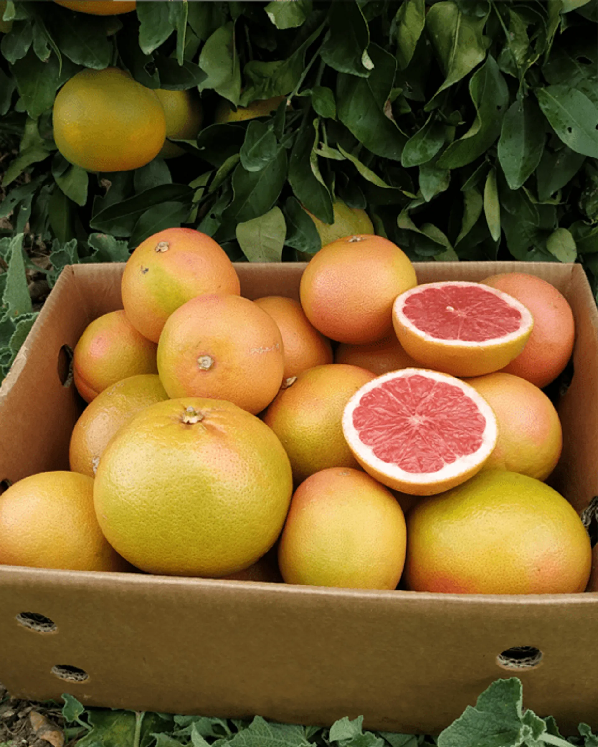 BioGrapefruits von Finca Alcobilla, Spanien CrowdFarming Saisonales