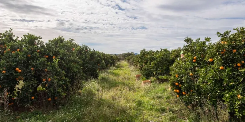 Apelsiner från La Carrasca, Spanien | CrowdFarming: adoptera ett apelsinträd