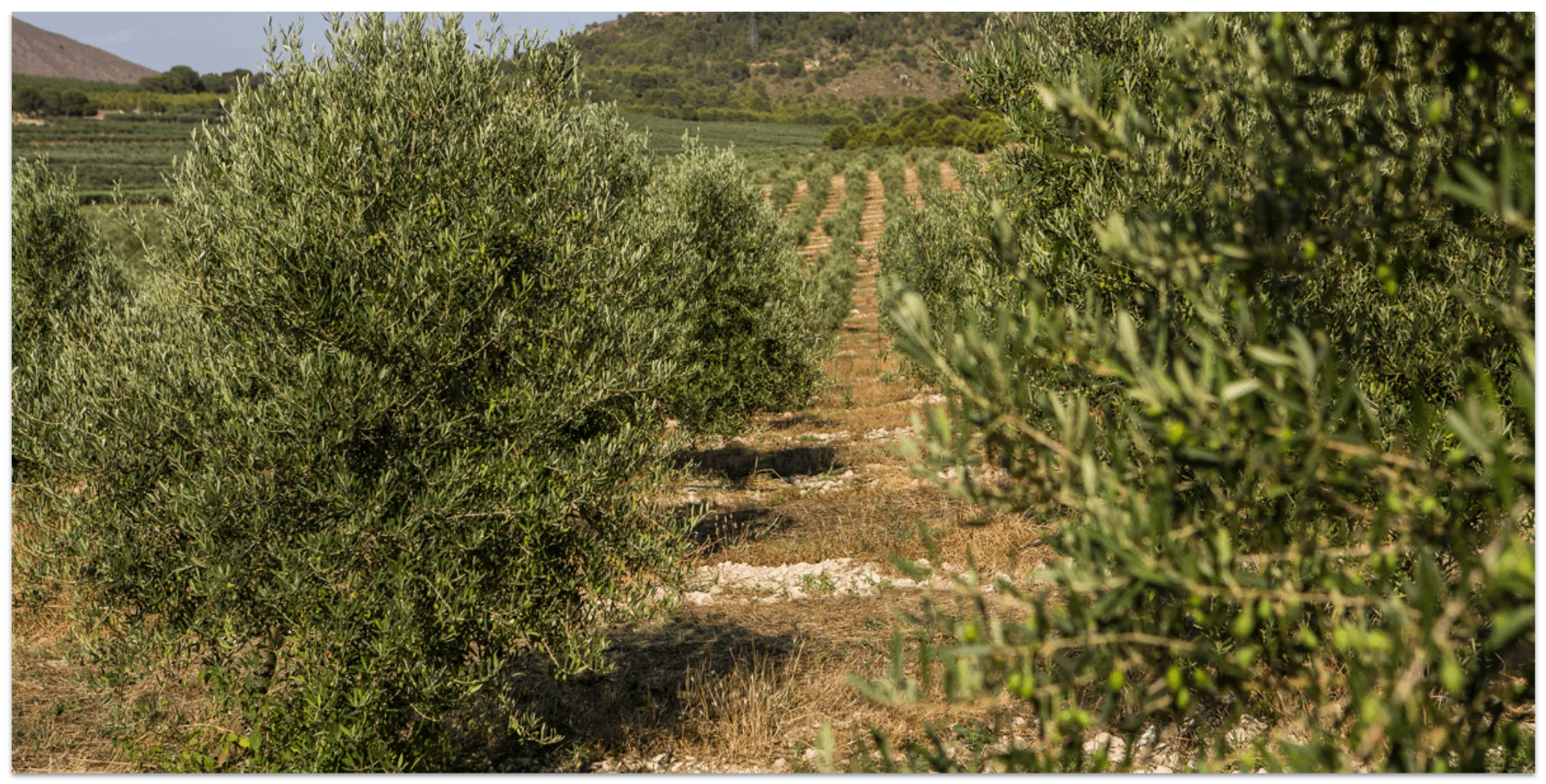 Organic regenerative extra virgin olive oil from Nevero, Spain