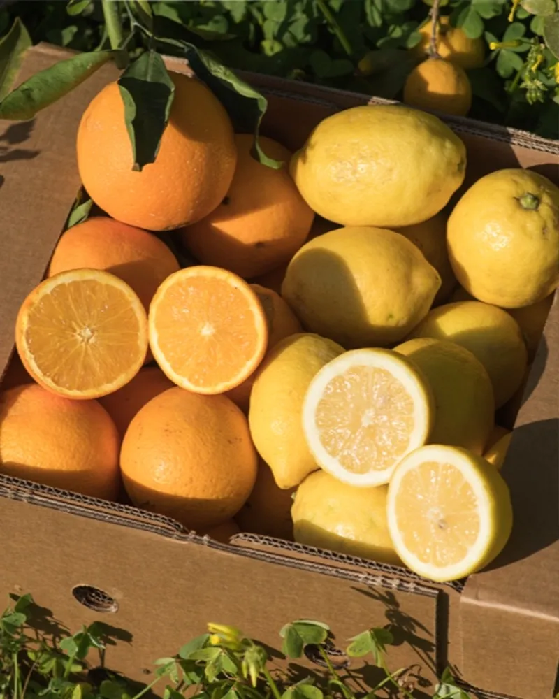 BioOrangen und BioZitronen von Doña Ana, Spanien CrowdFarming Saisonales Obst und Gemüse BioOrangen und BioZitronen von Doña Ana, Spanien CrowdFarming Saisonales Obst und Gemüse