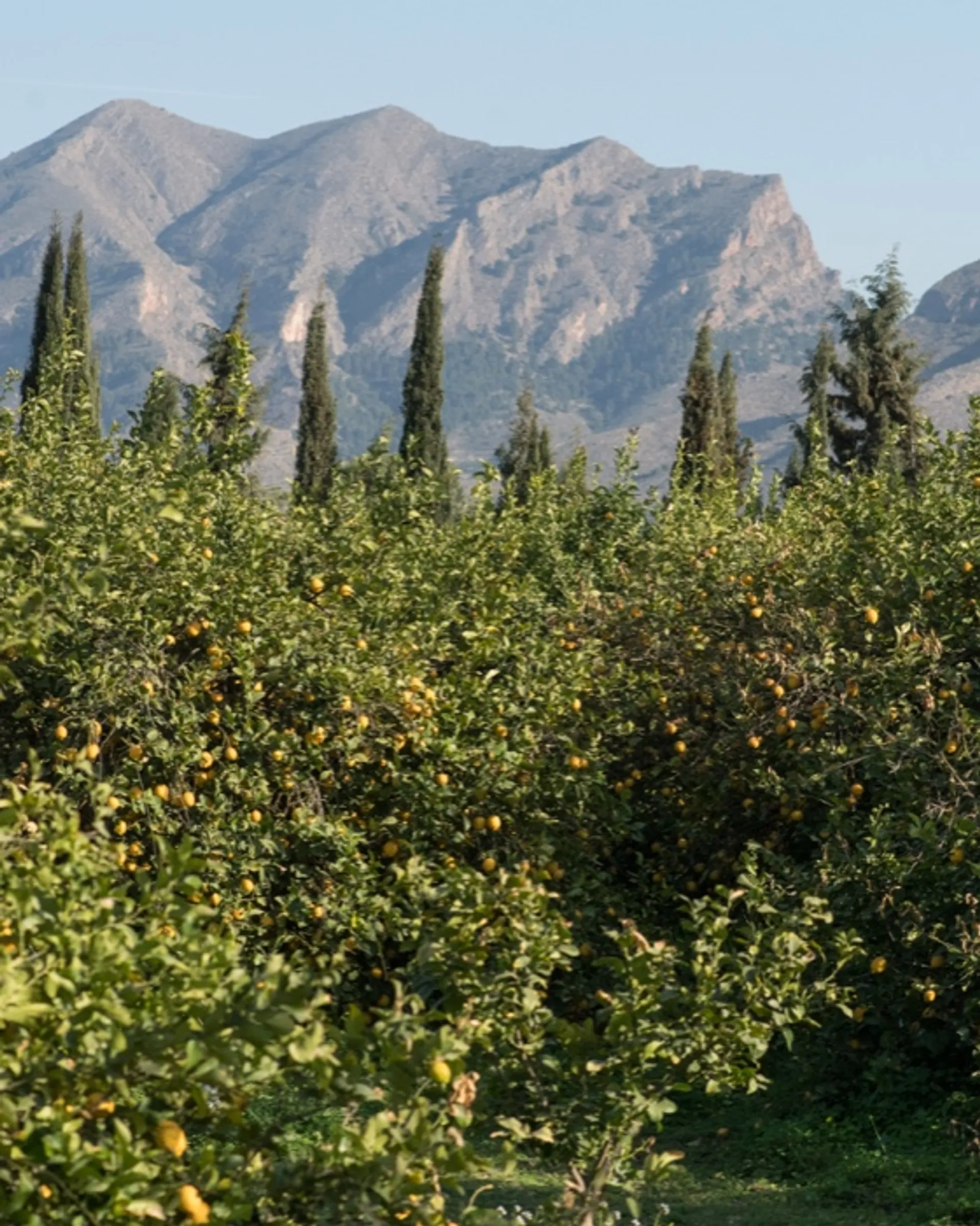 BioOrangen und BioZitronen von Doña Ana, Spanien CrowdFarming Saisonales Obst und Gemüse BioOrangen und BioZitronen von Doña Ana, Spanien CrowdFarming Saisonales Obst und Gemüse