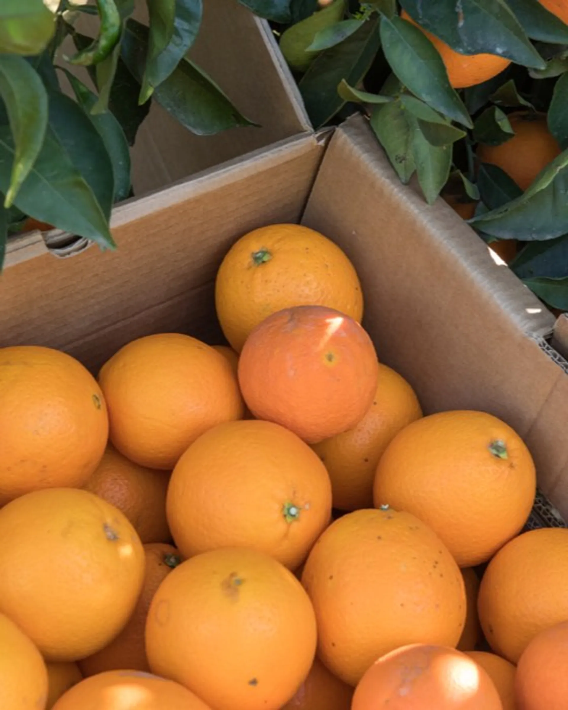 Oranges tardives BIO de Cortijo La Palmosa, Espagne CrowdFarming fruits et légumes frais à Oranges tardives BIO de Cortijo La Palmosa, Espagne CrowdFarming fruits et légumes frais à